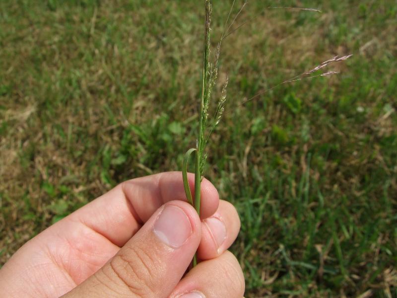 Ticklegrass /Agrostide scabre