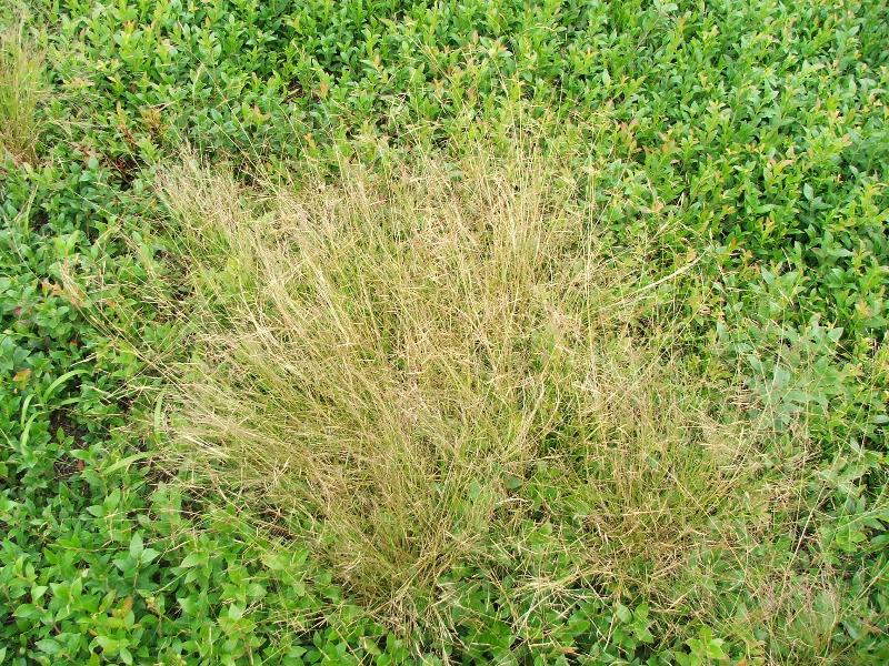 Ticklegrass /Agrostide scabre