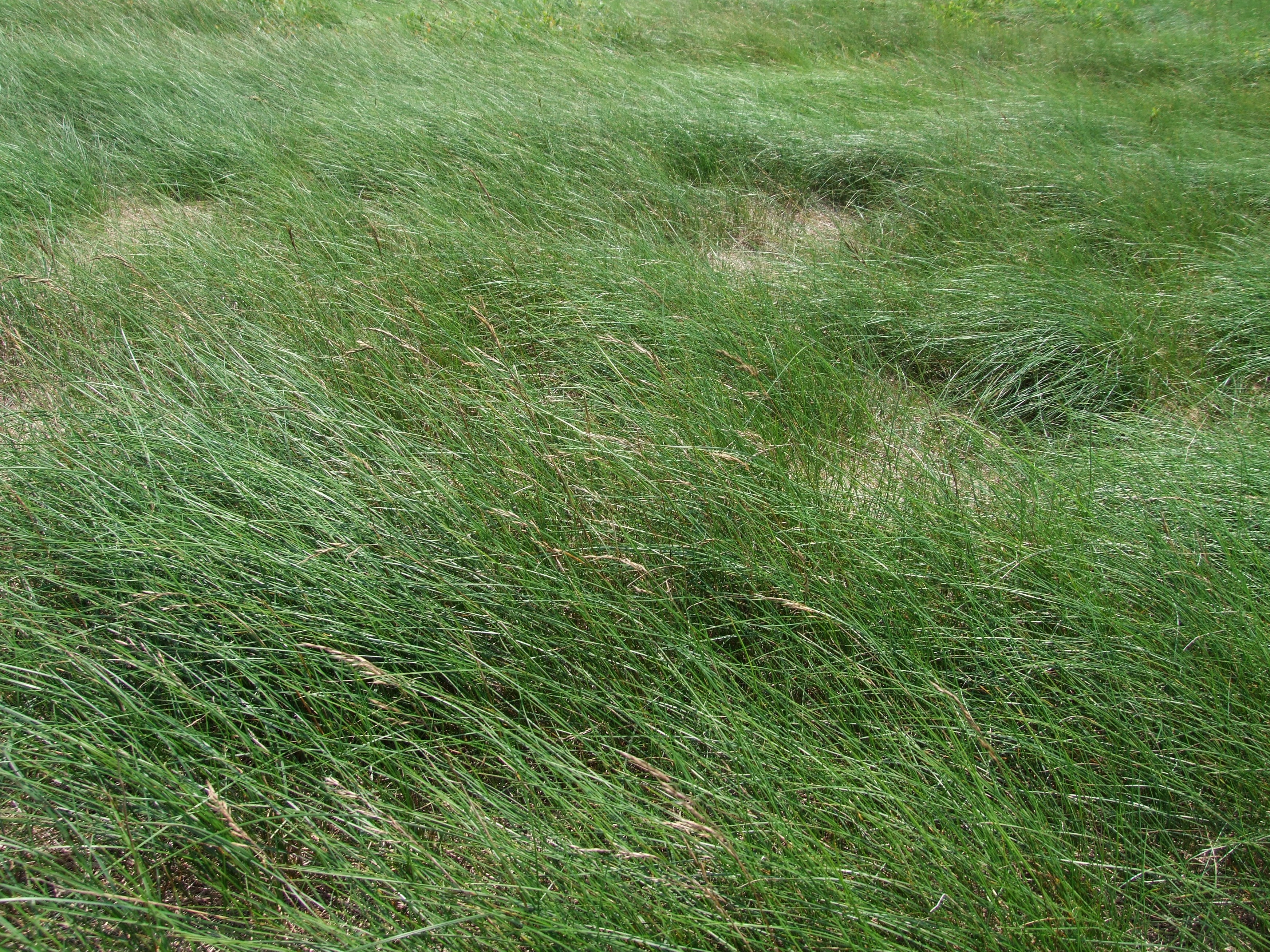 Реверент трава фото и описание
