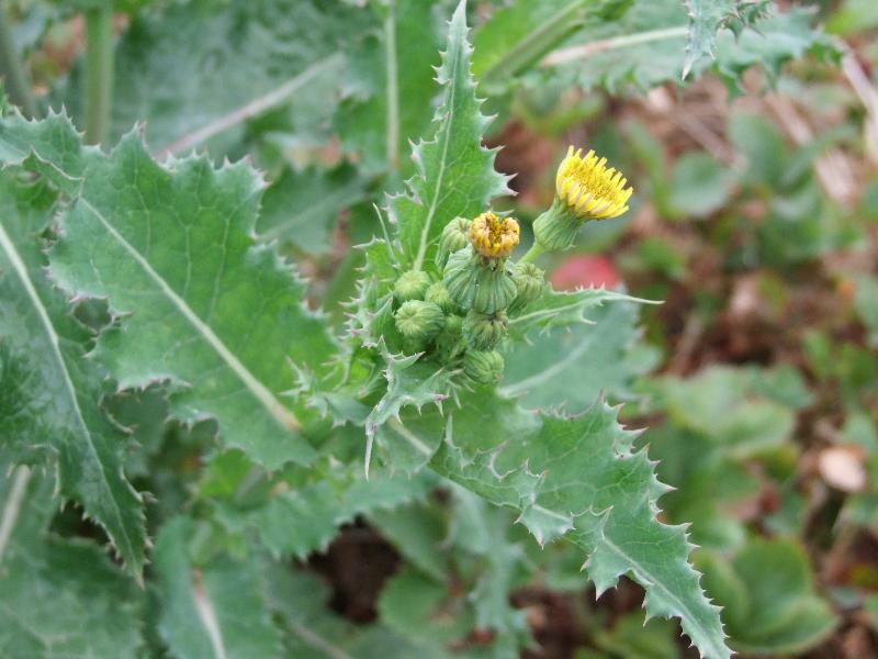 Spiny Annual Sow Thistle/Laiteron rude 