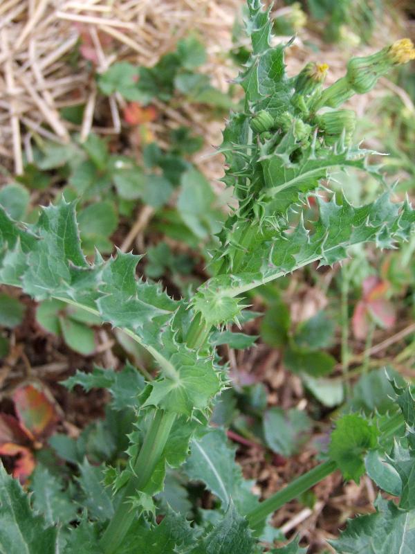 Spiny Annual Sow Thistle/Laiteron rude 
