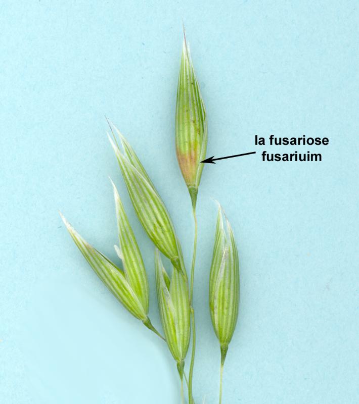 Oats - Fusarium Head Blight/Avoine - Fusariose