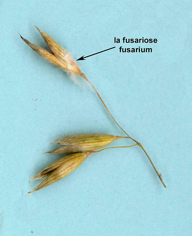 Oats - Fusarium Head Blight/Avoine - Fusariose